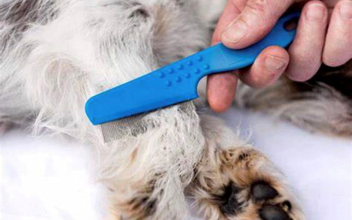 7 NON-TOXIC WAYS TO TREAT YOUR DOG WITH FLEAS